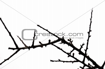 twigs silhouette