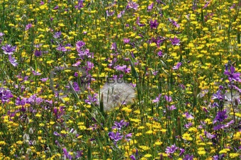 field of wild flowers in the spring