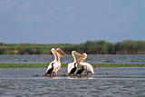 pelicans and cormorants