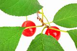 One branch with green leaf and red cherrys