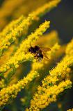 Bumblebee on Yellow Flowers