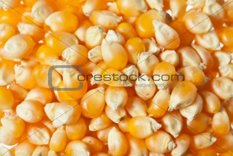 Raw corn kernels