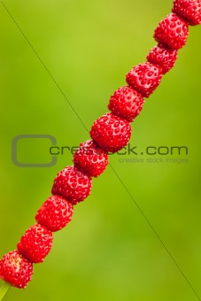 Delicious wild strawberries on a grass straw