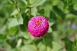 Single flower of zinnia on a soft green blurred background