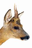 Portrait of a roe deer