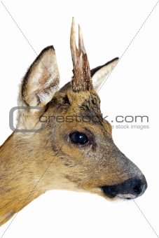Portrait of a roe deer
