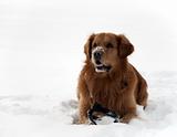 Dog in the snow 