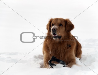 Dog in the snow 