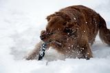 Dog in the snow playing