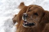 Dog in the snow playing