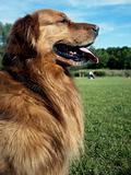 Golden Retriever dog 