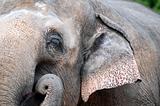 Closeup on elephant