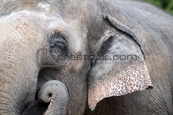 Closeup on elephant