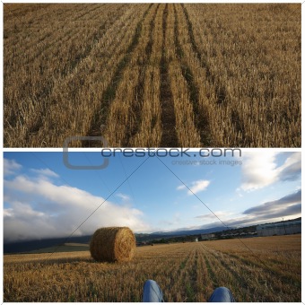 Collage agriculture