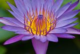 Bloomed purple water lily