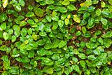 Close up of ivy plant