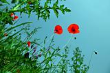Blooming poppies over blue sky