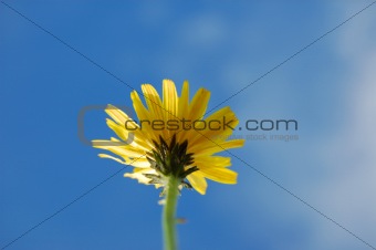 flower under blue summer sky