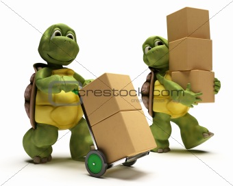Tortoise with boxes for shipping
