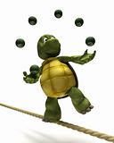Tortoise juggling on a tight rope