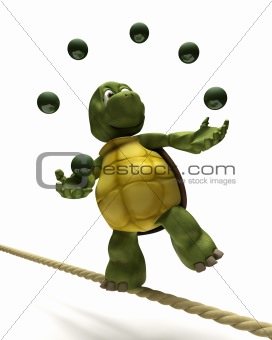 Tortoise juggling on a tight rope