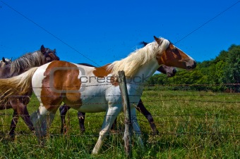 horses and colts