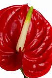Beautiful red anturio flower detail