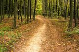 Road in hornbeam forest