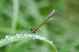 Dragonfly macro