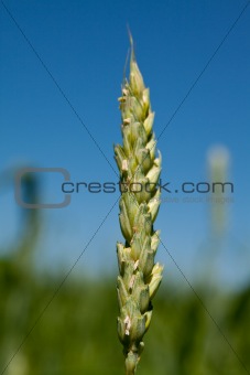 single wheat