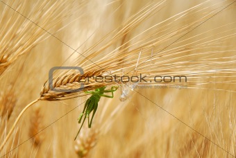Grasshoppers on wheat ears