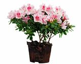 Pink Azalea flowers flowerpot