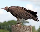 a vulture