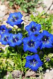 gentian flowers on a sunny day