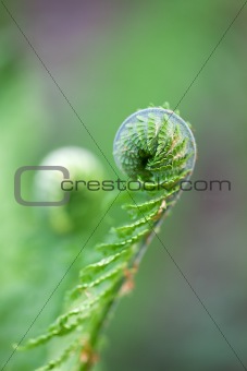spiral of young fern in spring