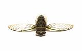 Cicada Tibicen Davisi