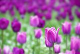 Purple tulips background