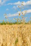 Oat over wheat field