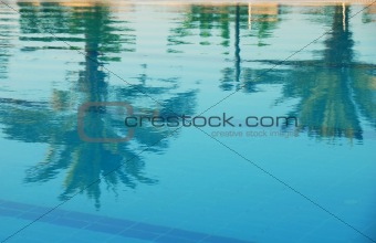 Palms reflection in pool