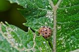 orange beetle on green leaf