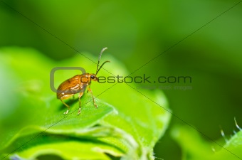 orange beetle in green nature