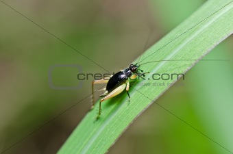 Insect cricket in green nature