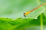 red damselfly or little dragonfly