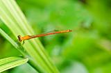 red damselfly or little dragonfly