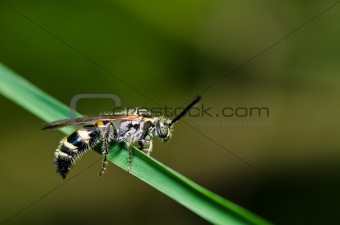 mammoth wasp in green nature