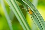 long legs spider in green nature