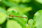 red damselfly in green nature
