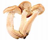 Group of three fresh mushroom