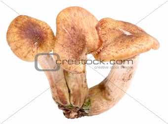 Group of three fresh mushroom