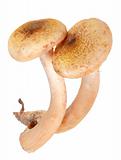 Group of two fresh mushroom